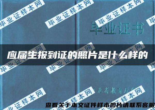 应届生报到证的照片是什么样的