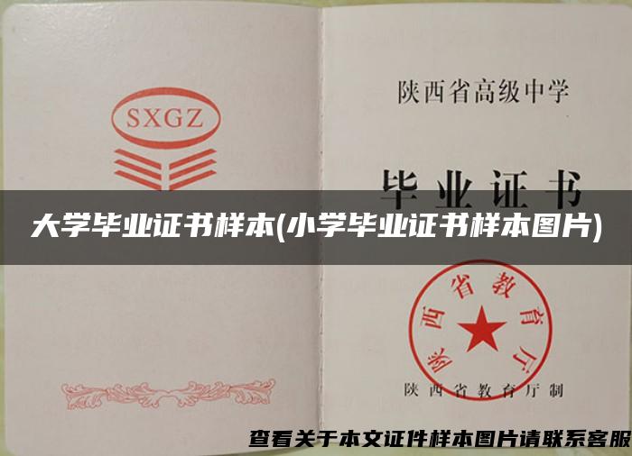 大学毕业证书样本(小学毕业证书样本图片)