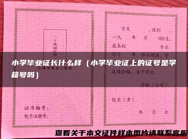 小学毕业证长什么样（小学毕业证上的证号是学籍号吗）