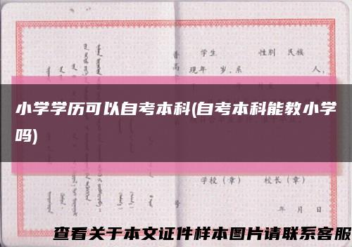 小学学历可以自考本科(自考本科能教小学吗)缩略图