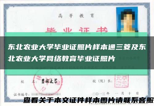 东北农业大学毕业证照片样本通三菱及东北农业大学网络教育毕业证照片缩略图