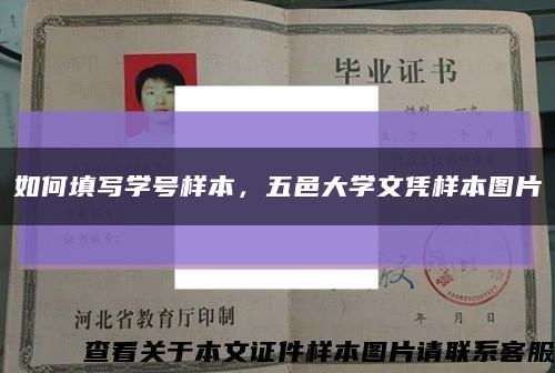 如何填写学号样本，五邑大学文凭样本图片缩略图