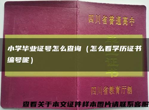 小学毕业证号怎么查询（怎么看学历证书编号呢）缩略图